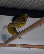 Koppel lizard kanarie cap x non cap, Meerdere dieren