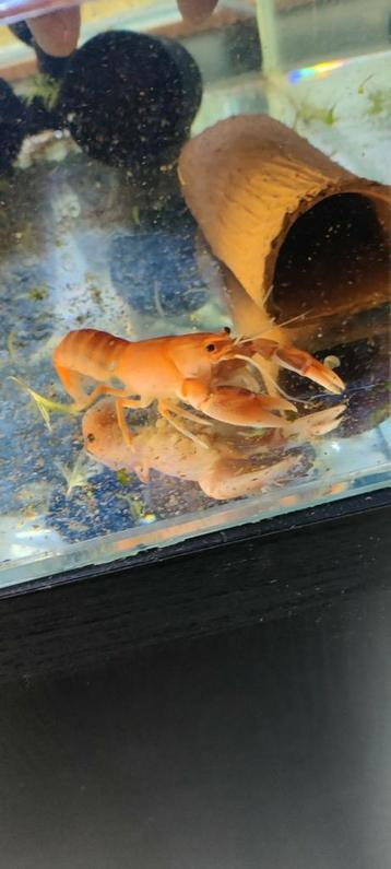 Cherax kreeft € 17,50 beschikbaar voor biedingen