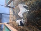 2 fles lammeren, Dieren en Toebehoren, Schapen, Geiten en Varkens, Mannelijk, Schaap