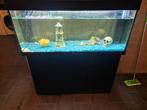 Mooi juwel aquarium, Ophalen, Zo goed als nieuw, Gevuld zoetwateraquarium