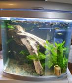 Aquarium met alle benodigdheden, Dieren en Toebehoren, Ophalen, Gebruikt, Gevuld zoetwateraquarium