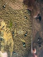 Taiwan bee panda garnalen (op kraanwater), Dieren en Toebehoren, Kreeft, Krab of Garnaal