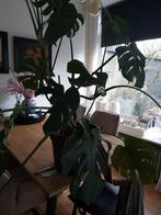 Monstera, Huis en Inrichting, Ophalen