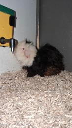 Huisje gezocht  voor lieve cavia's, Dieren en Toebehoren, Knaagdieren, Cavia, Februari, Mannelijk, Tam
