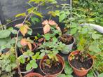 Bramen - planten moestuin, Ophalen of Verzenden, Vaste plant, Fruitplanten