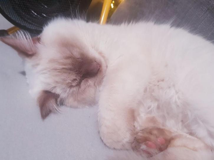 Ragdoll Katertje, Seal Point., Dieren en Toebehoren, Katten en Kittens | Raskatten | Langhaar, Kater, 0 tot 2 jaar, Ontwormd, Ingeënt