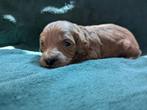 Australian Labradoodle pups, Dieren en Toebehoren, Honden | Retrievers, Spaniëls en Waterhonden, Overige rassen, 8 tot 15 weken