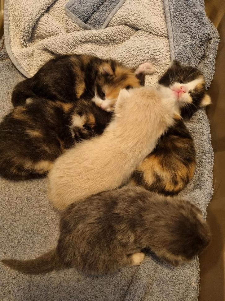 ALLEMAAL GERESERVEERD Prachtige jonge kittens, Dieren en Toebehoren, Katten en Kittens | Overige Katten