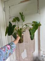 Philodendron Burle Marx stek, Huis en Inrichting, Kamerplanten, Overige soorten, Minder dan 100 cm, Groene kamerplant, Halfschaduw