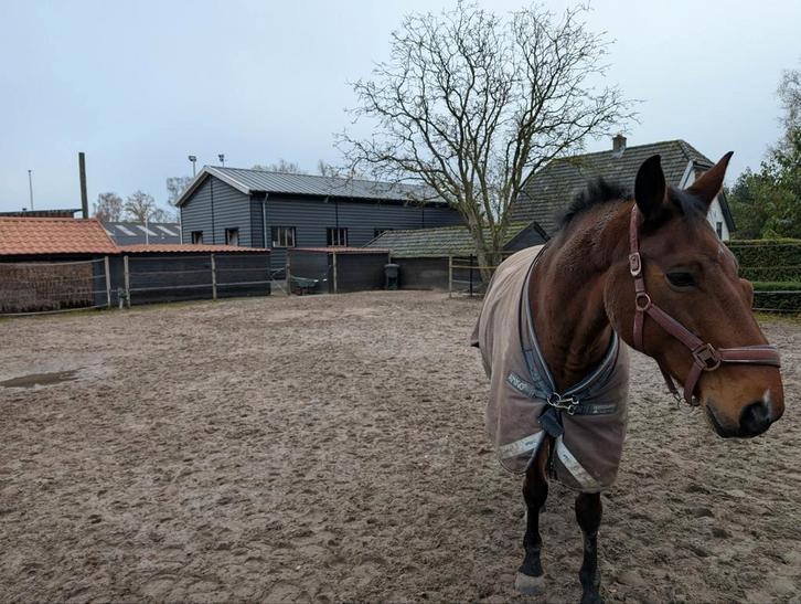 Gezocht stal hulp/verzorgpaard aangeboden Hoevelaken, Dieren en Toebehoren, Stalling en Weidegang, Toebehoren