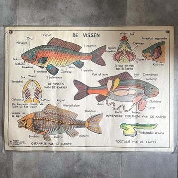 Vintage dubbelzijdige schoolposter vissen en amfibieën Hebri beschikbaar voor biedingen