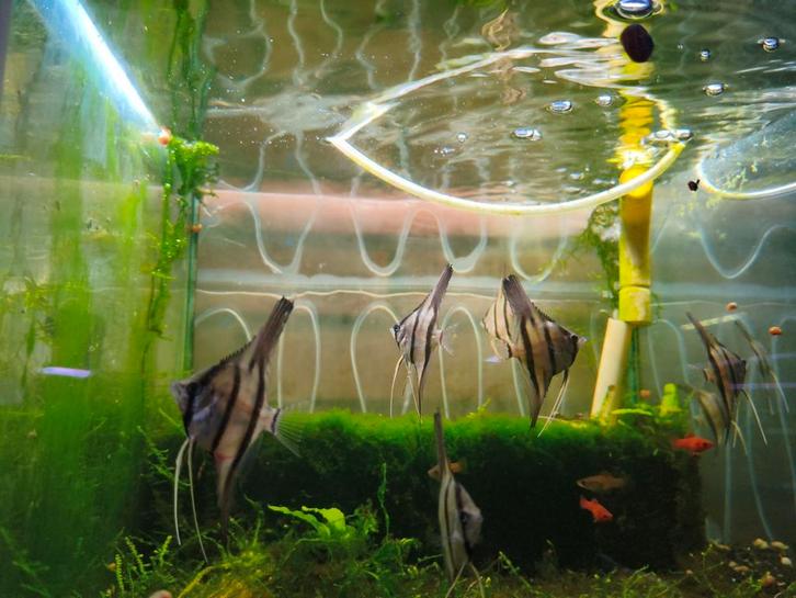 Scalare rio nanay, Dieren en Toebehoren, Vissen | Aquariumvissen, Zoetwatervis, Vis, Schoolvis