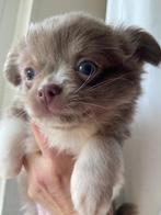 Prachtige Chihuahua-pup – Isabella met wit –, Dieren en Toebehoren, Rabiës (hondsdolheid), 15 weken tot 1 jaar, Reu, Eén hond