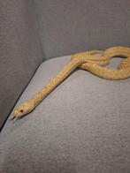 Koppel stierslang yellow hypo, Dieren en Toebehoren, Reptielen en Amfibieën, Slang, 0 tot 2 jaar