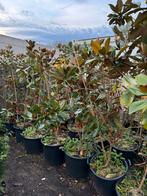 Magnolia grandiflora little jen hoog 160+ pot gekweekt, Tuin en Terras, Vaste plant, Halfschaduw, Zomer, Ophalen
