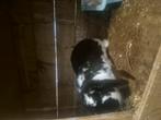 Hangoor dwerg konijn rammetje 💙zoekt 5 sterren huisje🏡, Dieren en Toebehoren, Konijnen, Mannelijk, Dwerg, Hangoor, 0 tot 2 jaar
