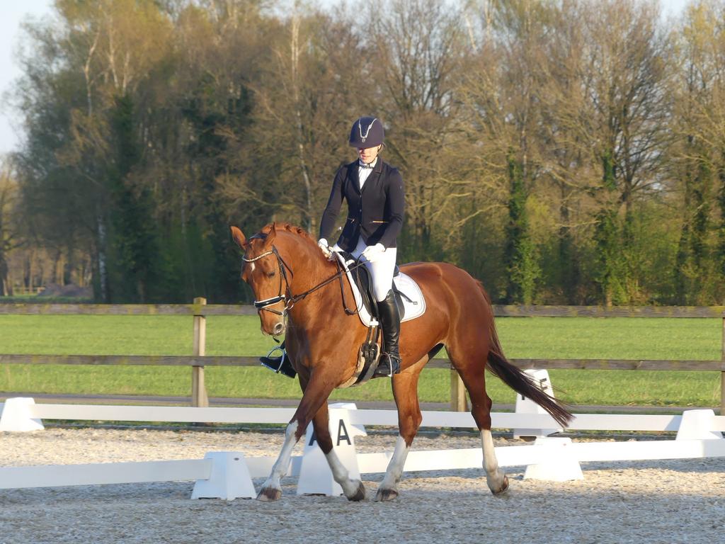 Betrouwbare dressuurmerrie, Dieren en Toebehoren, Paarden, Merrie, Z, Dressuurpaard, 170 tot 175 cm