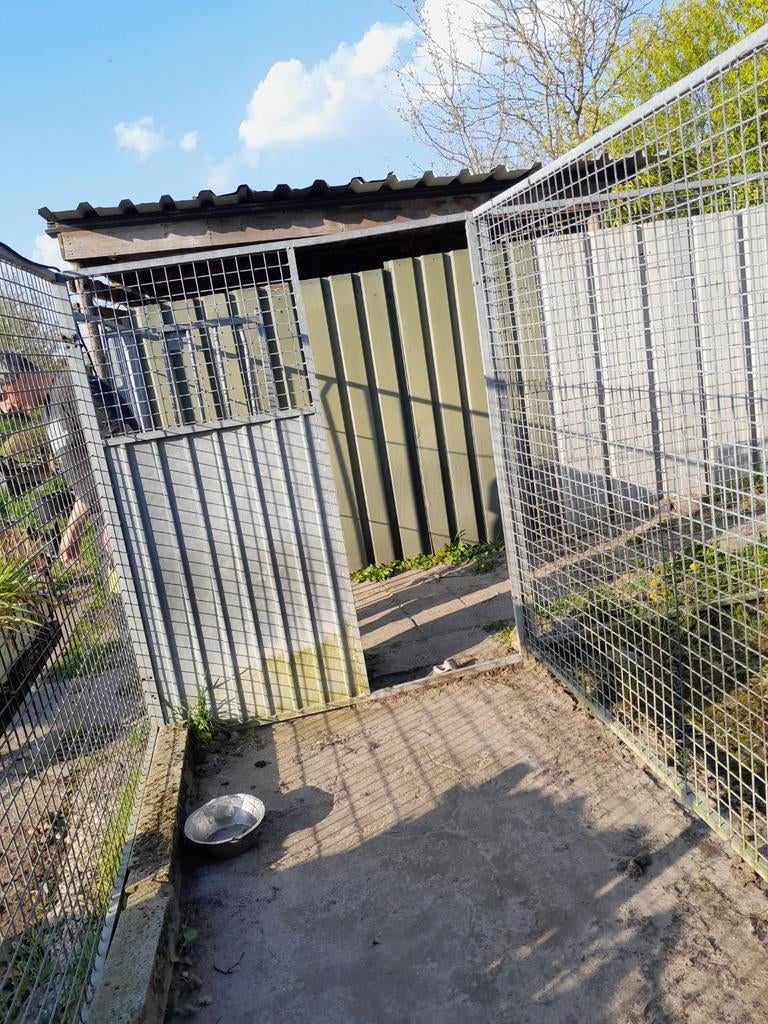 Hondenren, Ophalen of Verzenden