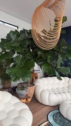 Grote Ficus Lyrata - Vioolbladplant in stijlvolle pot, Huis en Inrichting, Kamerplanten, Ophalen, Ficus, 200 cm of meer, Halfschaduw