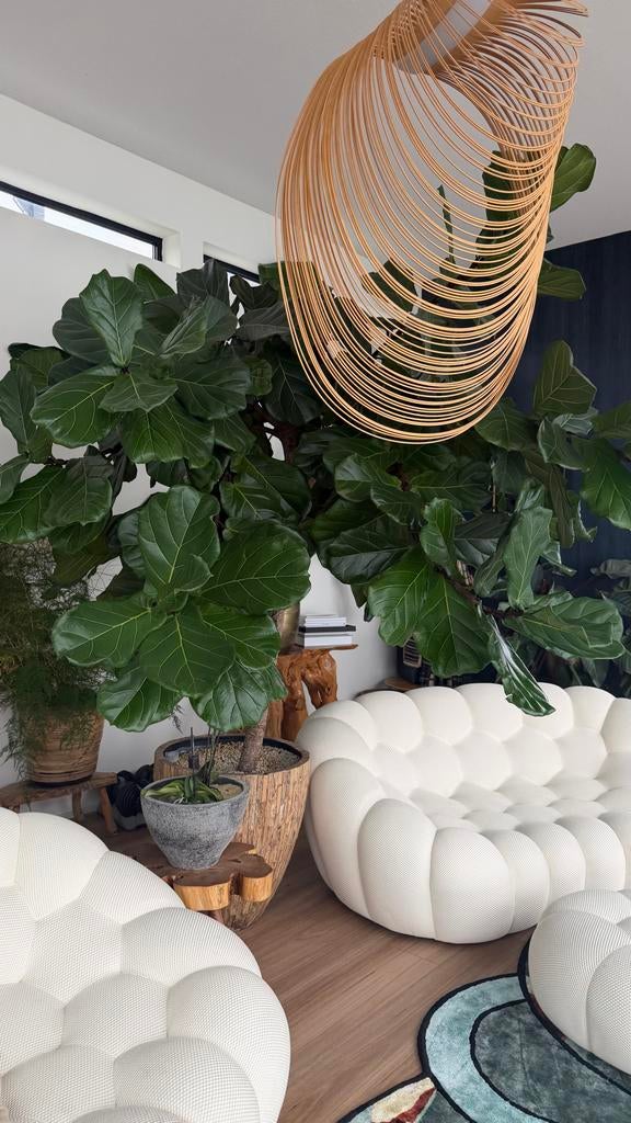 Grote Ficus Lyrata - Vioolbladplant in stijlvolle pot, Huis en Inrichting, Kamerplanten, Ficus, 200 cm of meer, Groene kamerplant