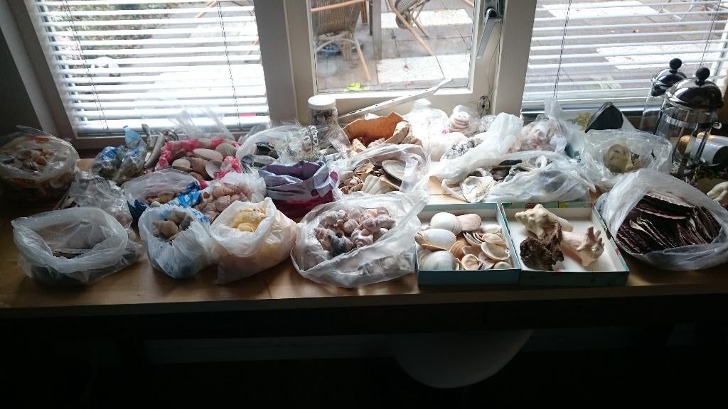 9 Kilo gewassen schelpen Nw Zealand- Texel, Verzamelen, Mineralen en Fossielen, Ophalen of Verzenden, Schelp(en)