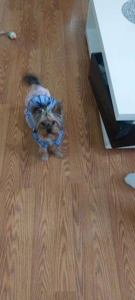 11 maanden oude Yorkshire terriër teefje – speels en gevacci, Yorkshire Terriër, Nederland, 15 weken tot 1 jaar, Teef