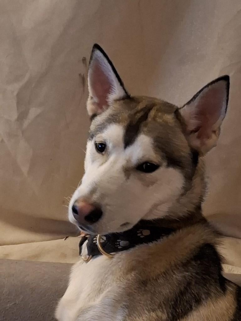 Husky pups, Dieren en Toebehoren, Parvo, Reu, 8 tot 15 weken, Poolhond