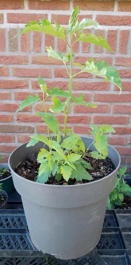 Leycesteria formosa, Fazantenbes, Caramelbes, bio, Volle zon, Vaste plant, Zomer, Ophalen