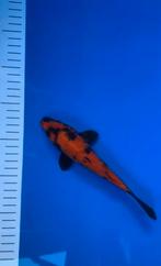 3 Japanse Koi – Hirasawa & Conias tosai, Karper of Koi