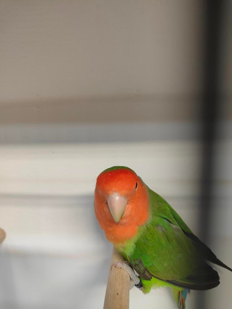 Roseicolli man groen, Mannelijk, Dwergpapegaai of Agapornis, Geringd