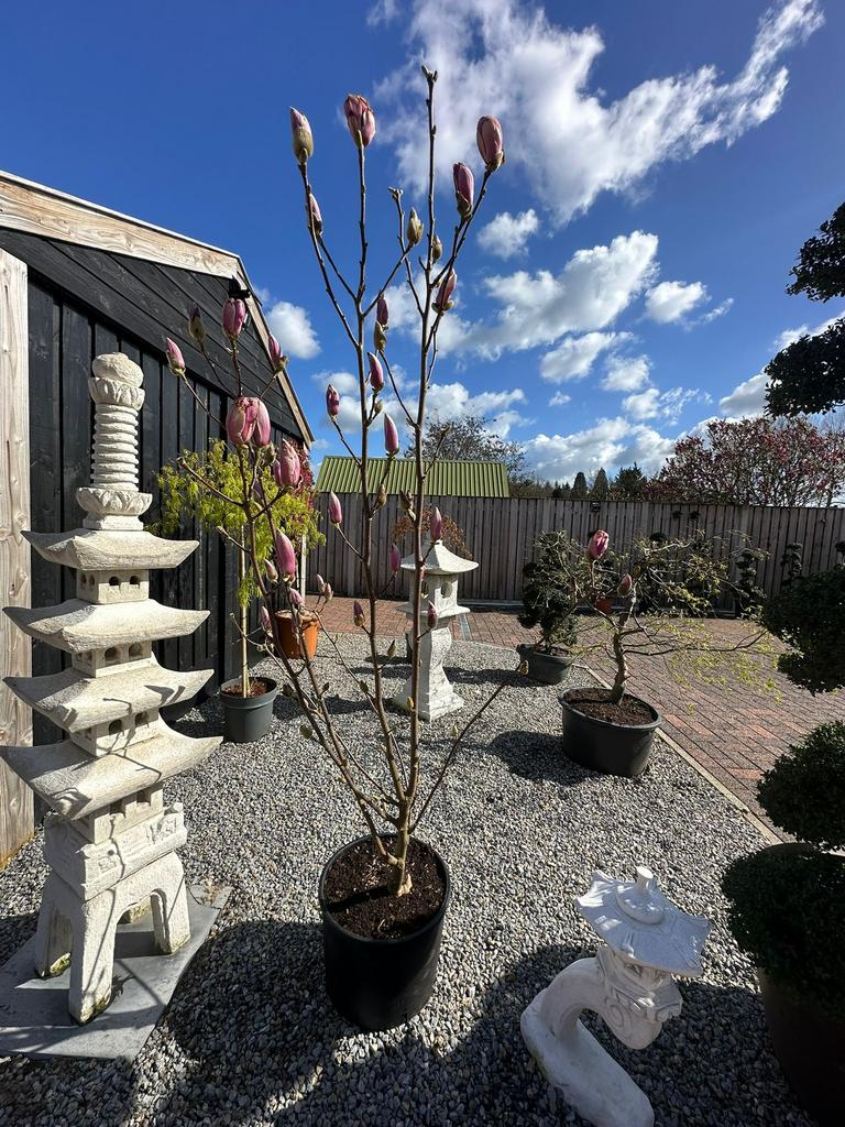 Magnolia (tulpboom) met knoppen – binnenkort in bloei!, Tuin en Terras, Planten | Bomen, Overige soorten, Lente, Ophalen, Volle zon