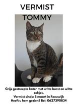 TOMMY Vermist sinds 7 Maart in Reeuwijk, Ophalen of Verzenden