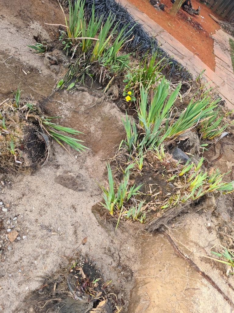 Diverse vijverplanten voor een levendige vijver, Tuin en Terras, Planten | Tuinplanten, Ophalen, Volle zon, Vaste plant, Vijverplanten