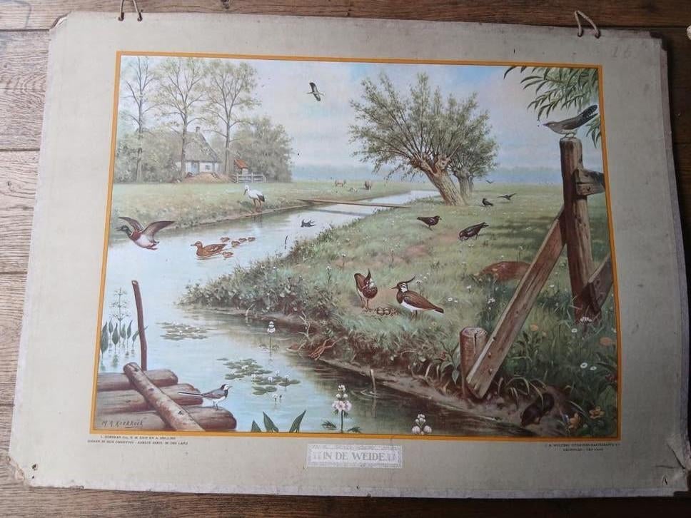 Biologie schoolplaten J.B. Wolters, Antiek en Kunst, Antiek | Schoolplaten, Ophalen, Natuur en Biologie