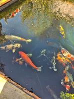 Kois te koop vanwege verhuizing, Dieren en Toebehoren, Karper of Koi