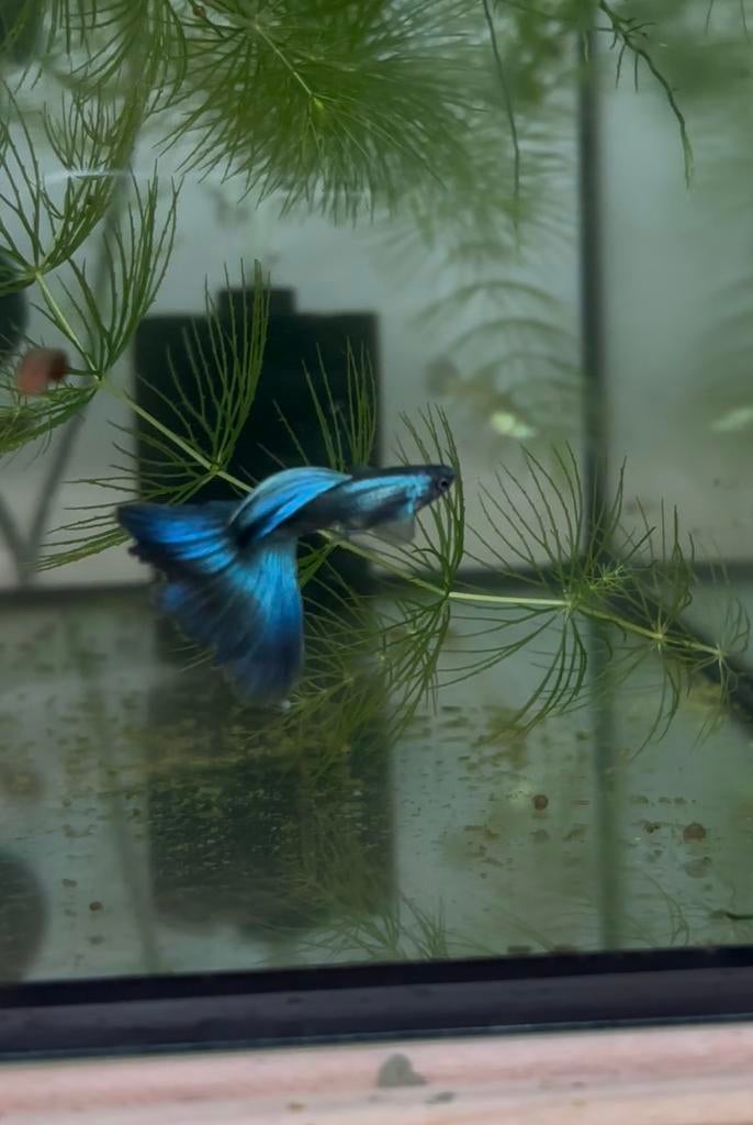 Blue moscow mix, Vis