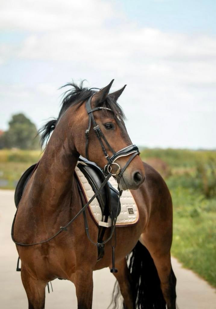 13 jaarige mellow fries x haflinger, Dieren en Toebehoren, Paarden, Ruin, Recreatiepaard