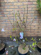 Magnolia leonard nessel. Rose ster magnolia, Ophalen, Overige soorten, Volle zon