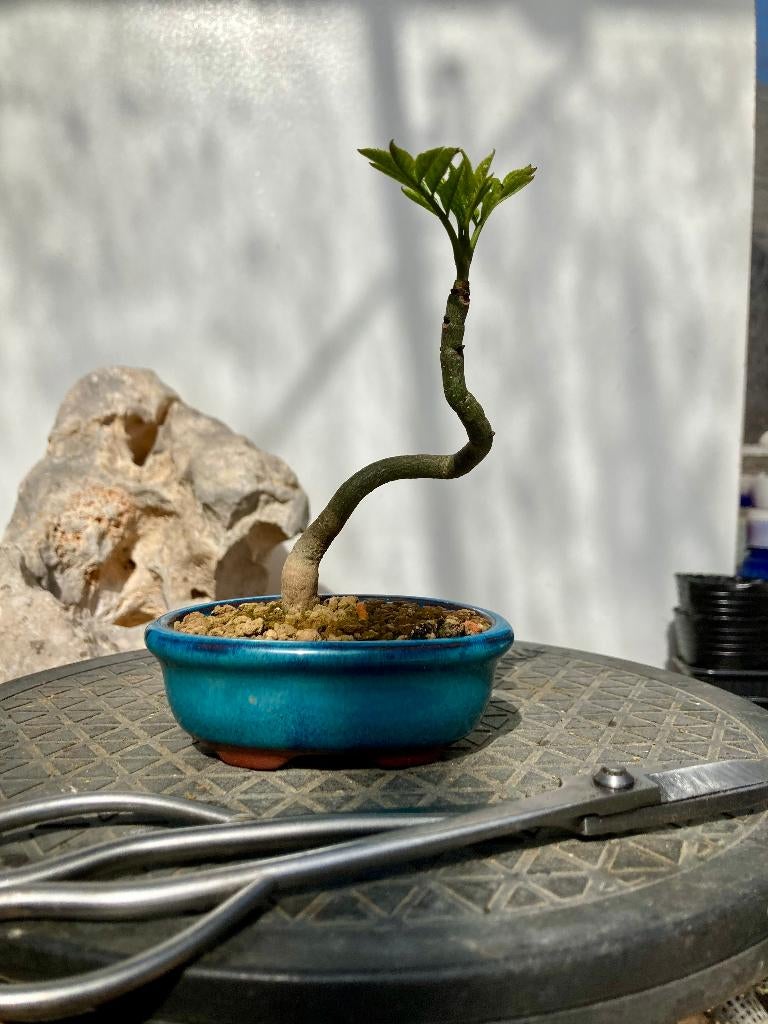 Bonsaï - Gewone Es (Fraxinus Excelsior), In pot, Halfschaduw, Minder dan 100 cm, Overige soorten