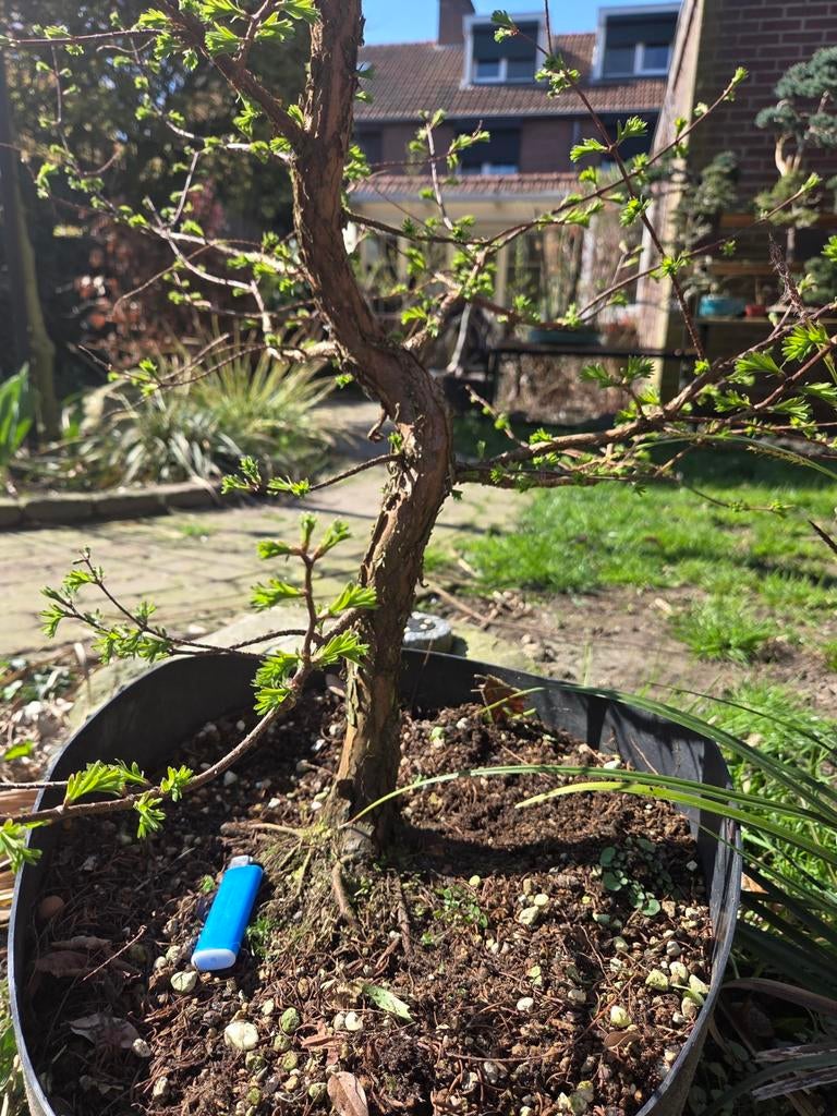 Metasequoia Bonsai Starter - Ideaal voor Bonsai Liefhebbers, Volle zon, Vaste plant, Bloeit niet, Ophalen