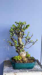 Bonsai Malus sierappel, Ophalen of Verzenden, Halfschaduw, Overige soorten, Minder dan 100 cm