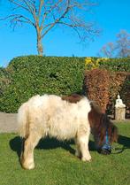 Merrieveulen, Dieren en Toebehoren, Pony's, Merrie, Gechipt, 0 tot 2 jaar