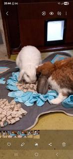 Wit hangoor konijntje, Vrouwelijk, Klein, Hangoor, 3 tot 5 jaar