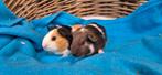 Cavia Koppel TIM & TOM uit de opvang zoeken even tehuis, Februari, Meerdere dieren, Cavia
