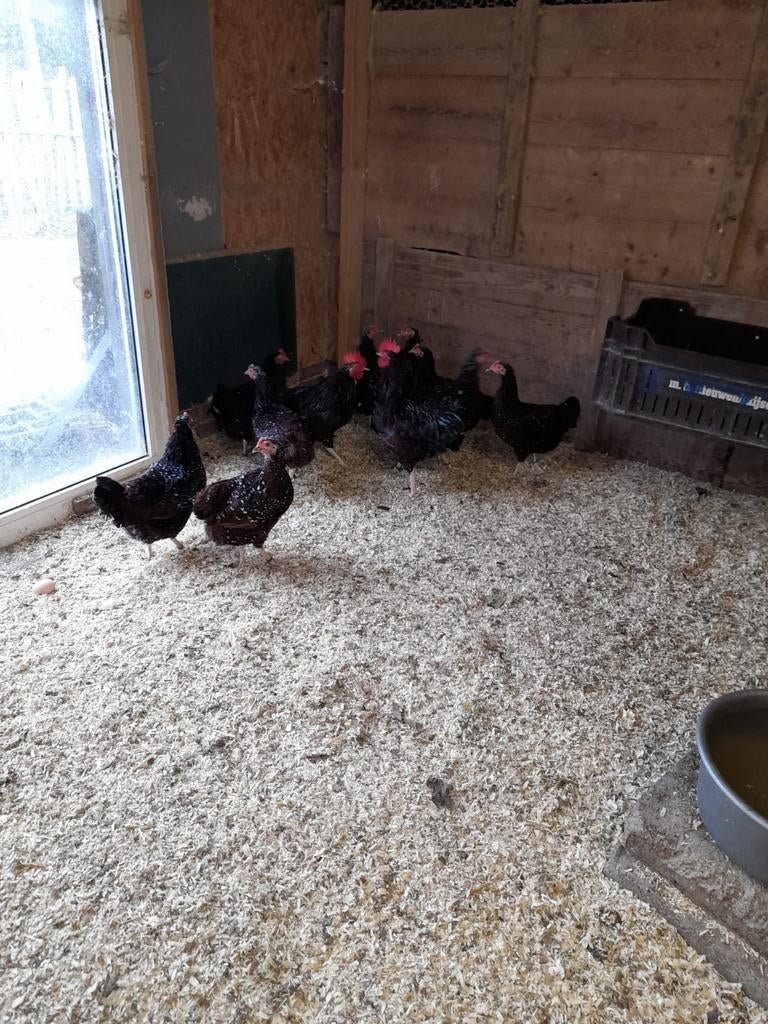 Broedeieren, Dieren en Toebehoren, Pluimvee, Geslacht onbekend, Kip