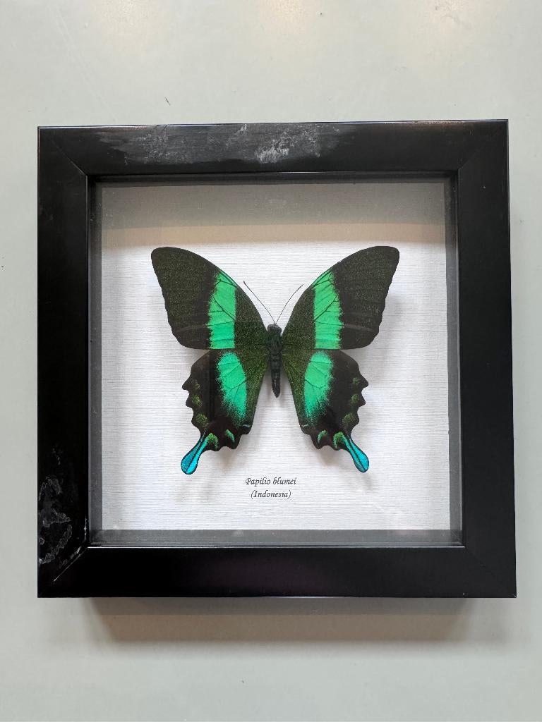 Opgezette vlinder in lijst, Verzamelen, Dierenverzamelingen, Ophalen of Verzenden, Gebruikt, Insect, Opgezet dier