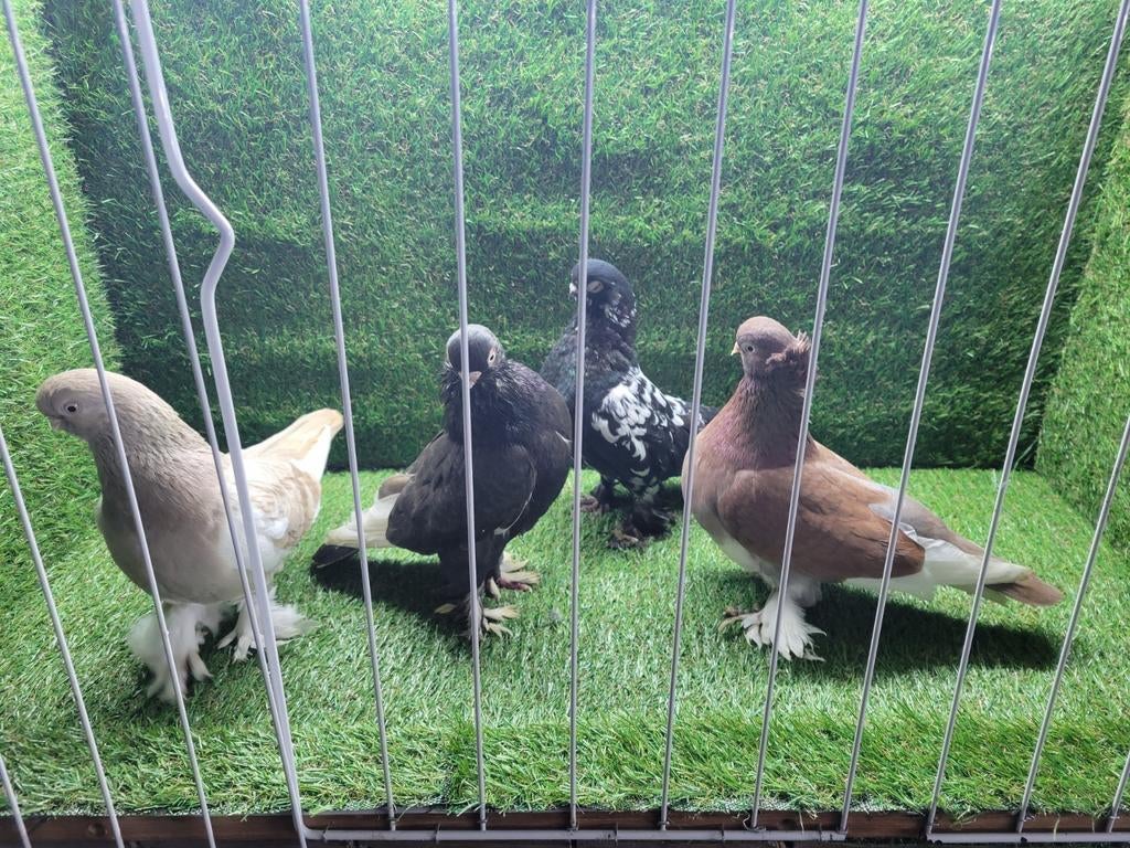 Duiven, Meerdere dieren, Overige soorten