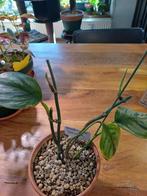 Scindapsus sumatra stekken, Ophalen of Verzenden, Halfschaduw, Minder dan 100 cm