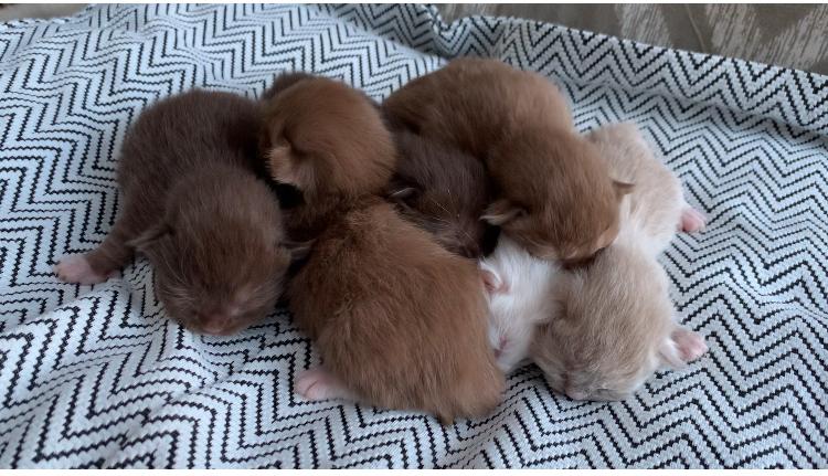 ✨Bliss Ragdolls  ✨ kittens geboren !!!  💕, Dieren en Toebehoren, Katten en Kittens | Raskatten | Langhaar, Meerdere dieren, Gechipt