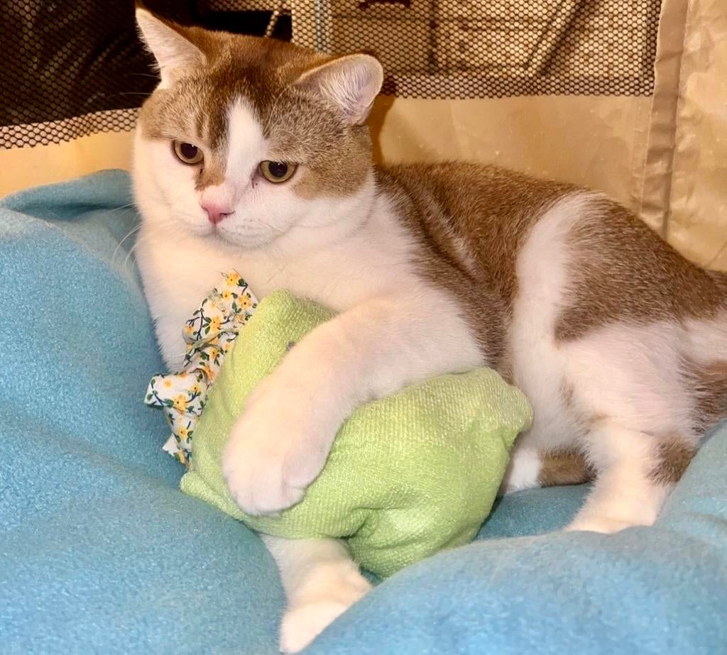 Britse Korthaar - Knappe Kater 🩵, Kater, Gechipt, 0 tot 2 jaar